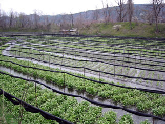 �剤�킳�є_��